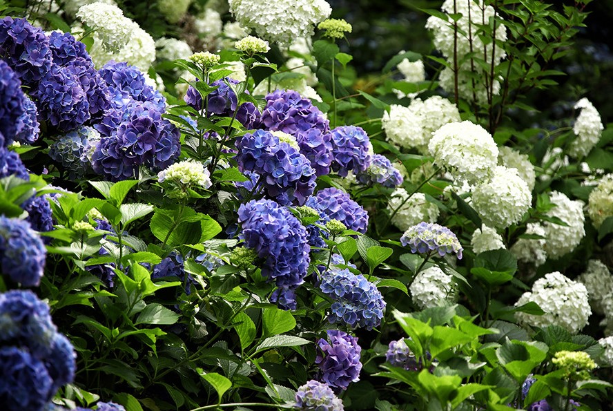 고성 그레이스 정원