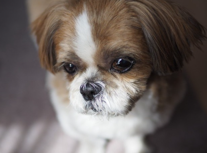 생각하는 시즈.