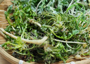 냉이 된장국 및 무침 레시피 (+ 효능 요리법 파종시기)