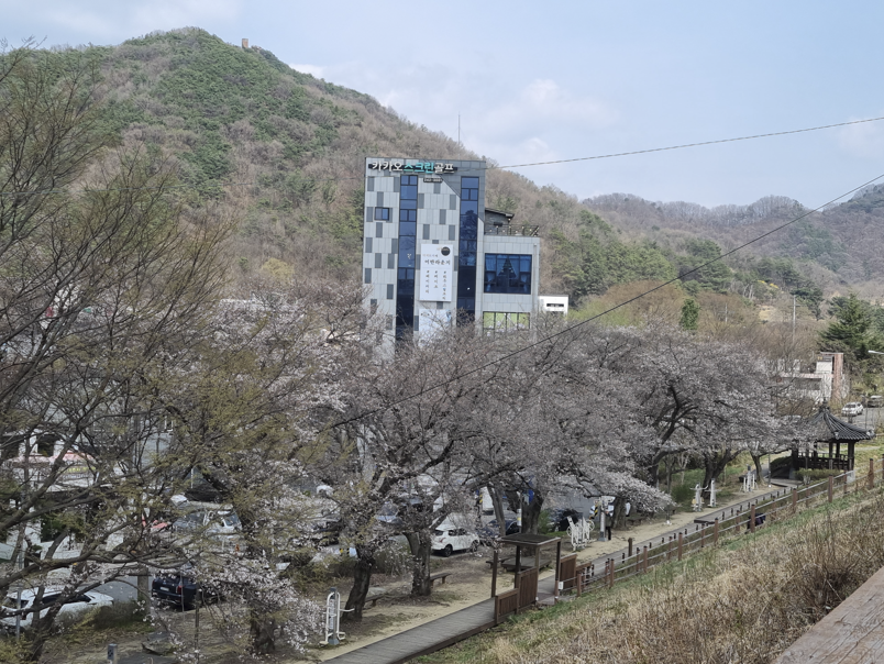 아중호수 벚꽃 현황 1