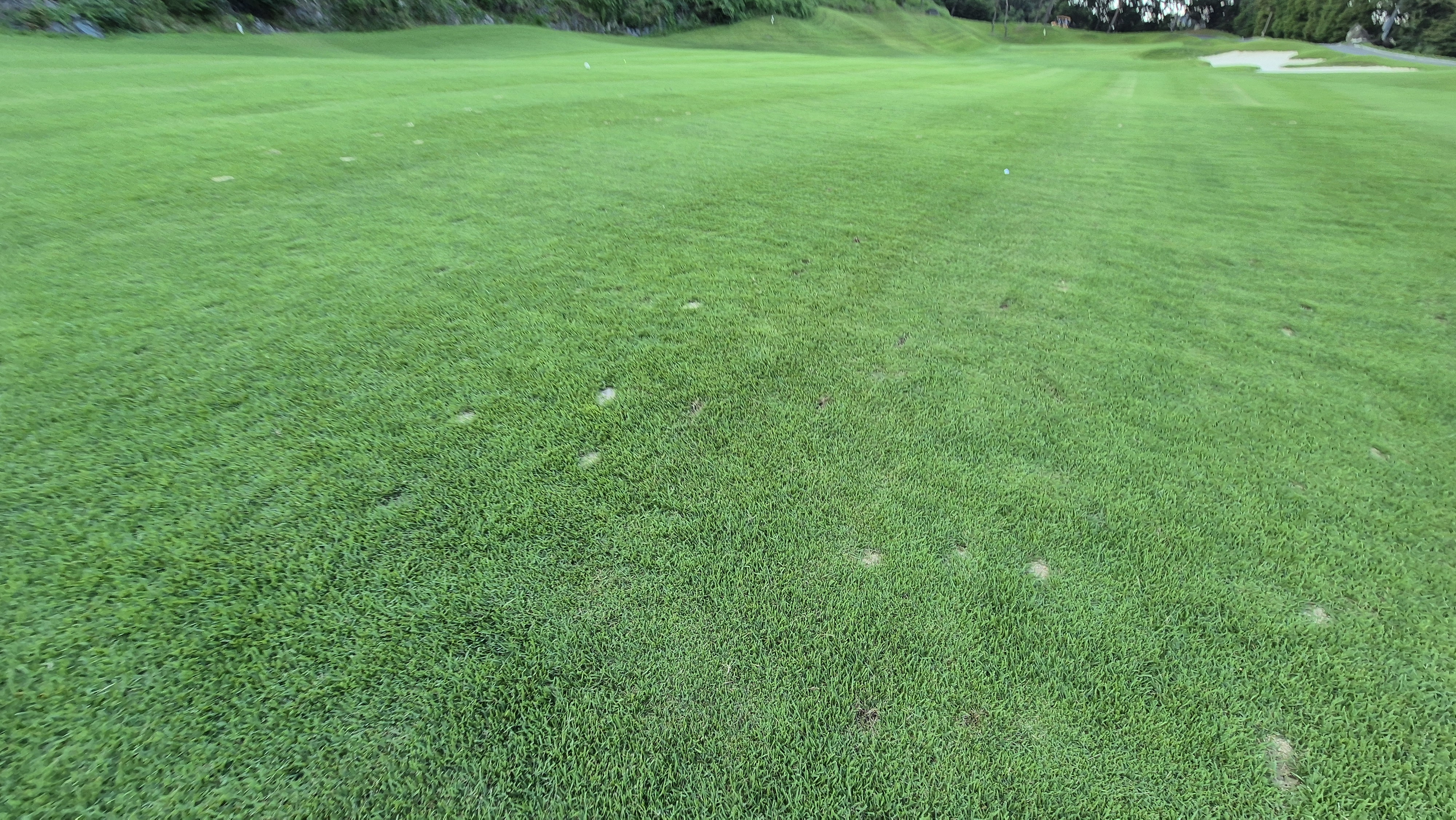 대영힐스cc 청-력 코스 라운드 후기