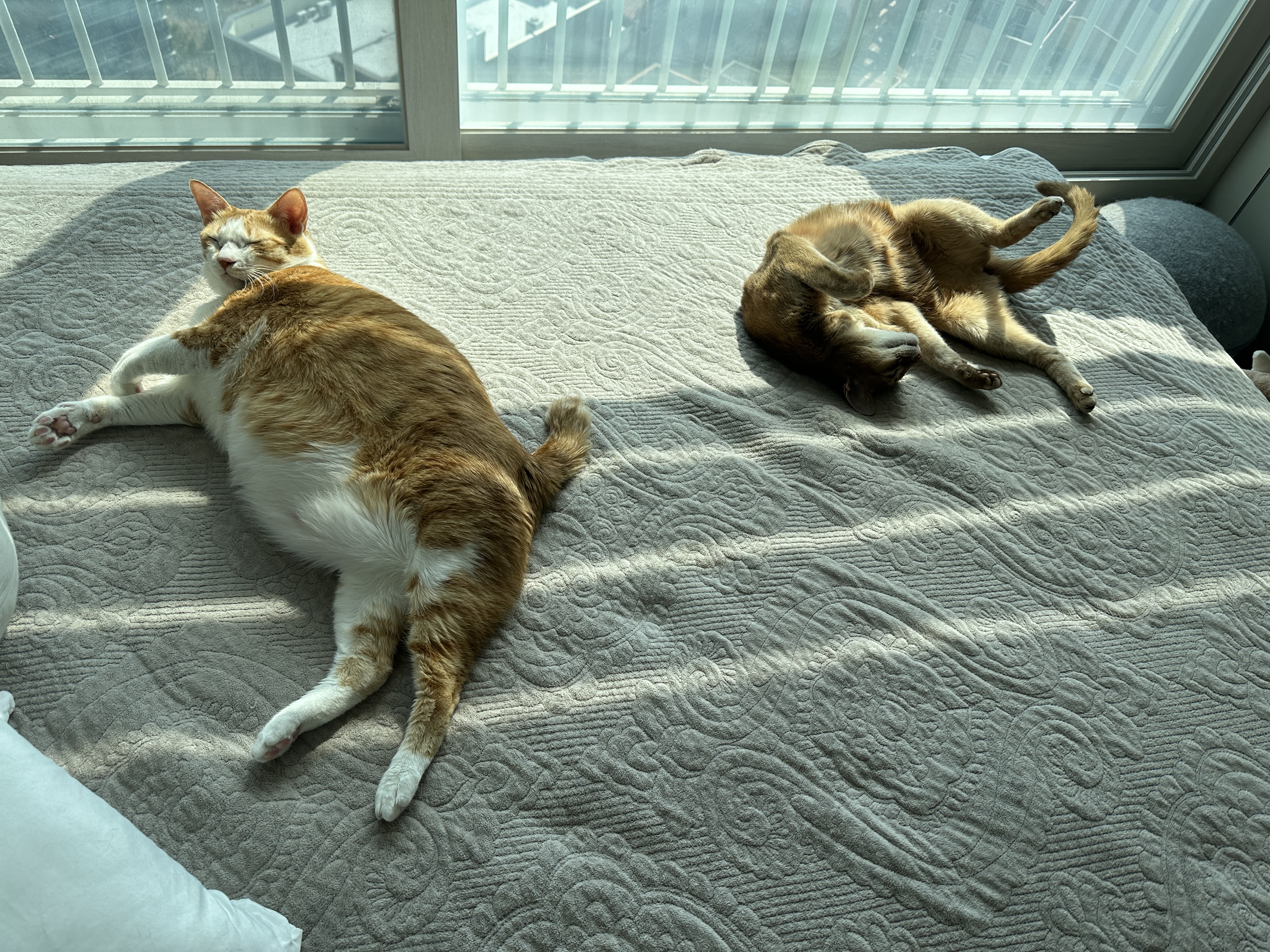 이불교체 하는 날은 냥냥이들이 신나는 날 (feat.신나서 뛰어다니는 건)