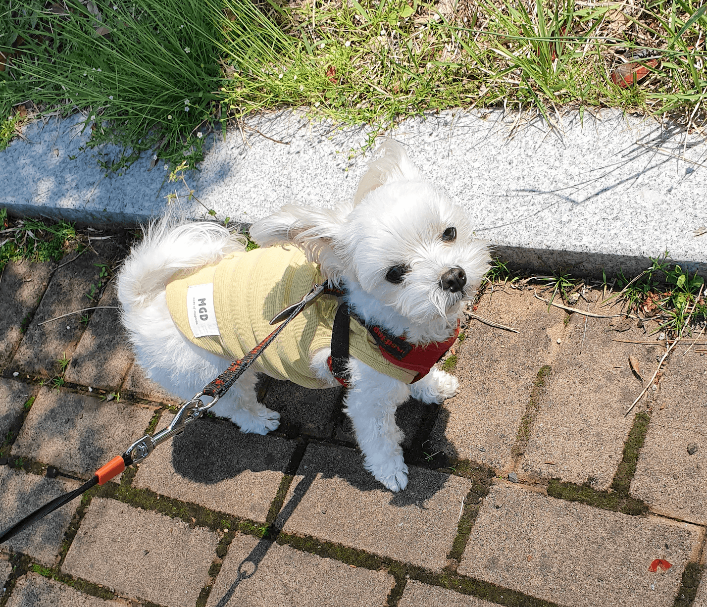 강아지-산책-모습