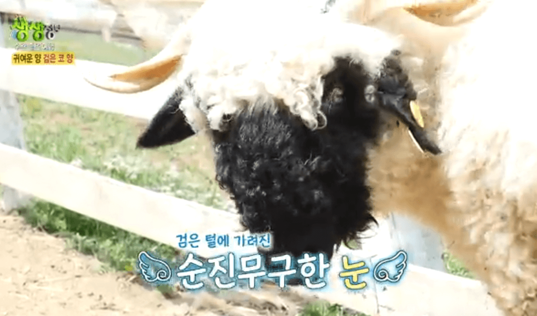 평창 가볼만한 곳 대관령 하늘목장