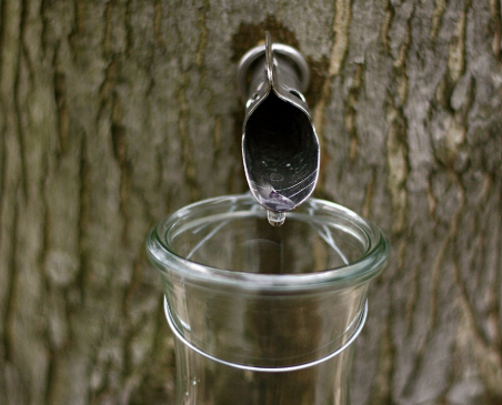 고로쇠물 효능 먹는 방법 보관 방법 총정리!