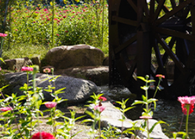 9월 축제: 평창 백일홍 축제 일정과 입장료, 가는 길, 근처 맛집 안내