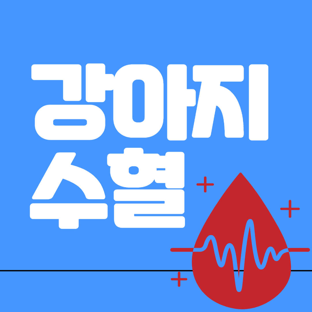 강아지수혈