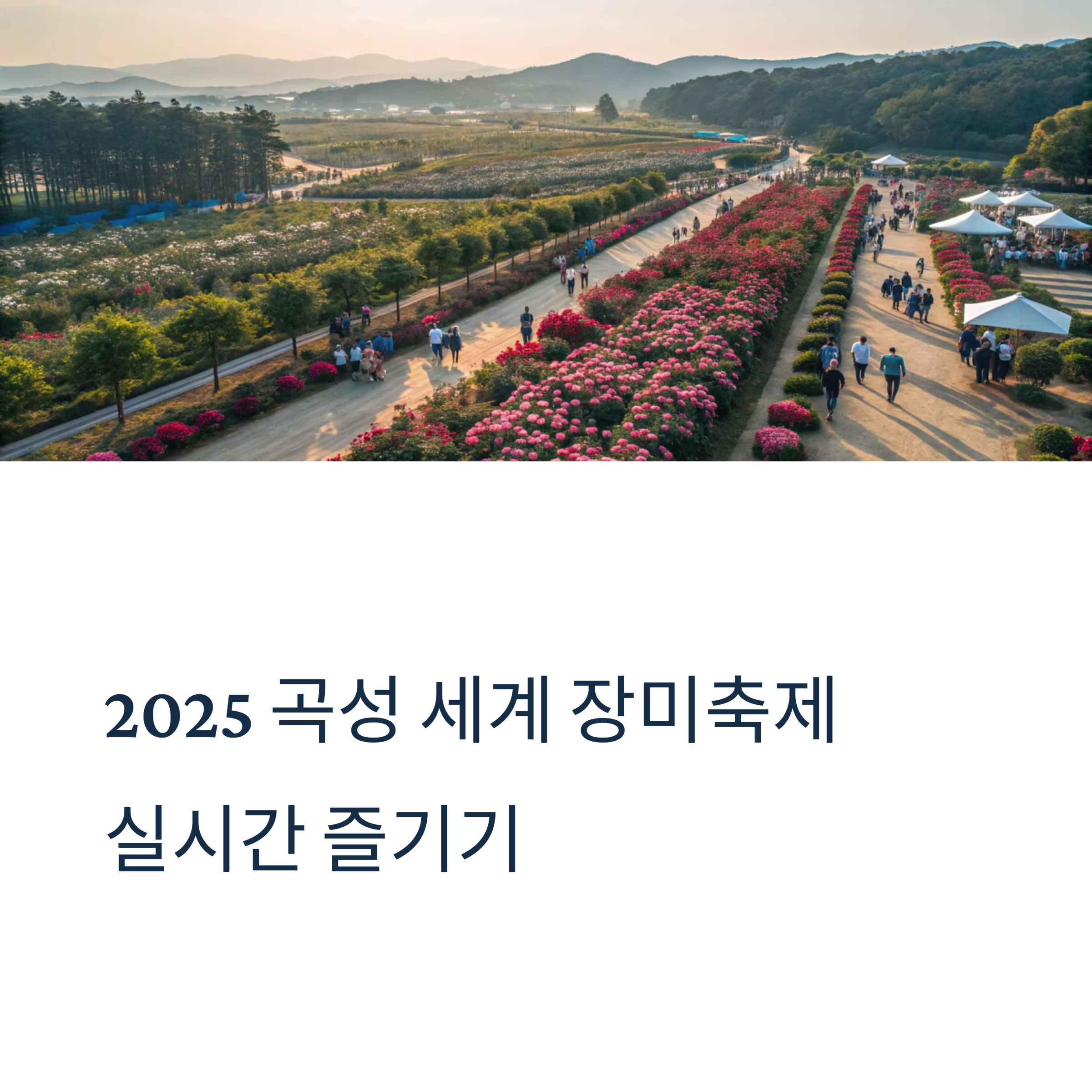 2025 곡성 장미축제 실시간 확인
