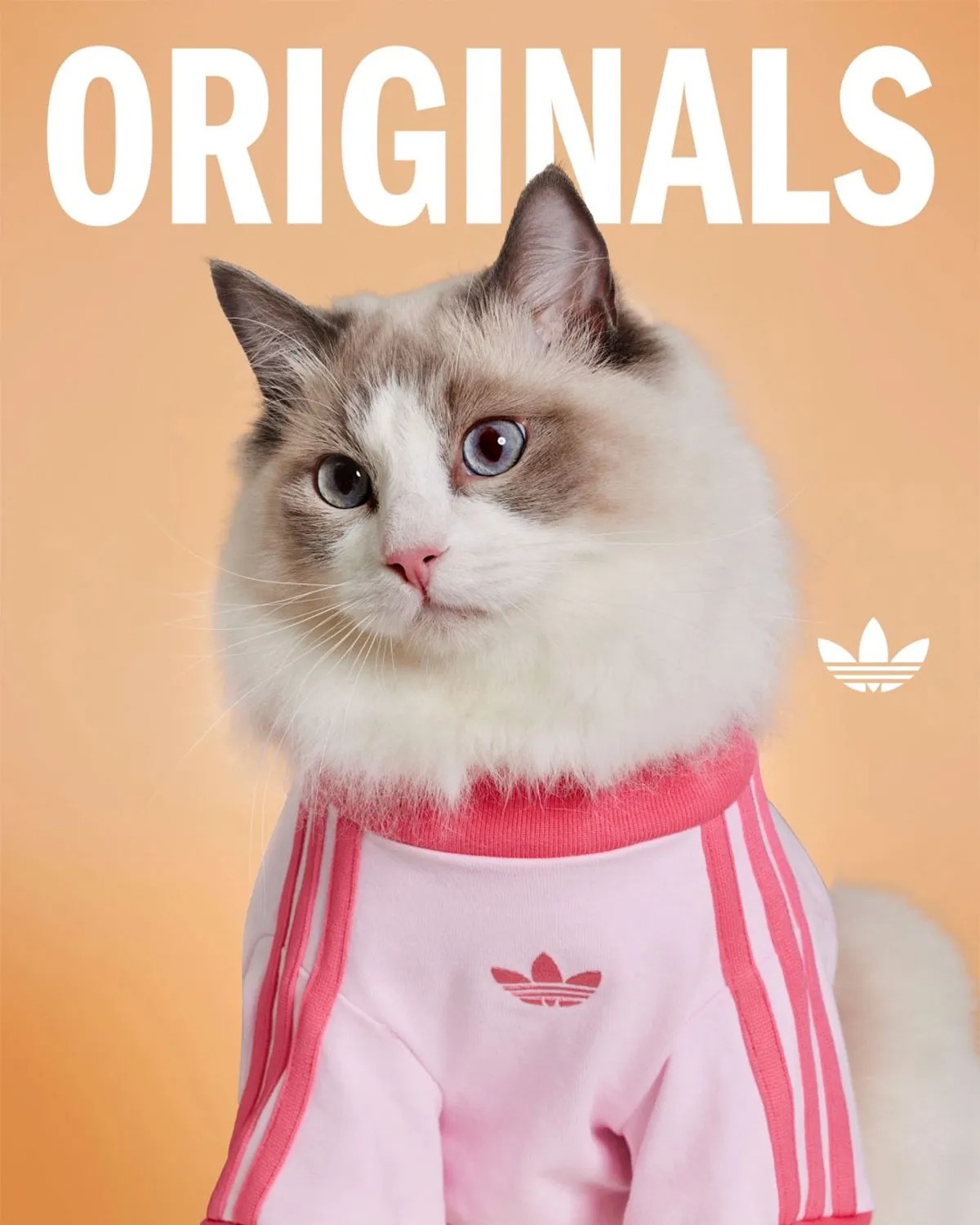adidas Originals Is Dropping Apparel And Accessories For Pets