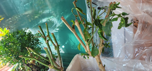 스티로폼 박스안에 고추 모종이 심어져있는 모습