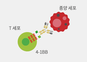 이중항체
