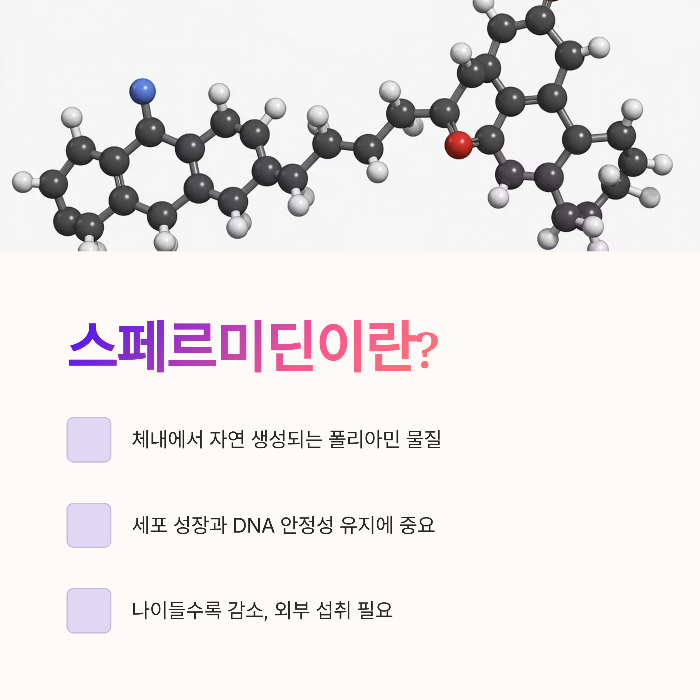 스페르미딘이란?