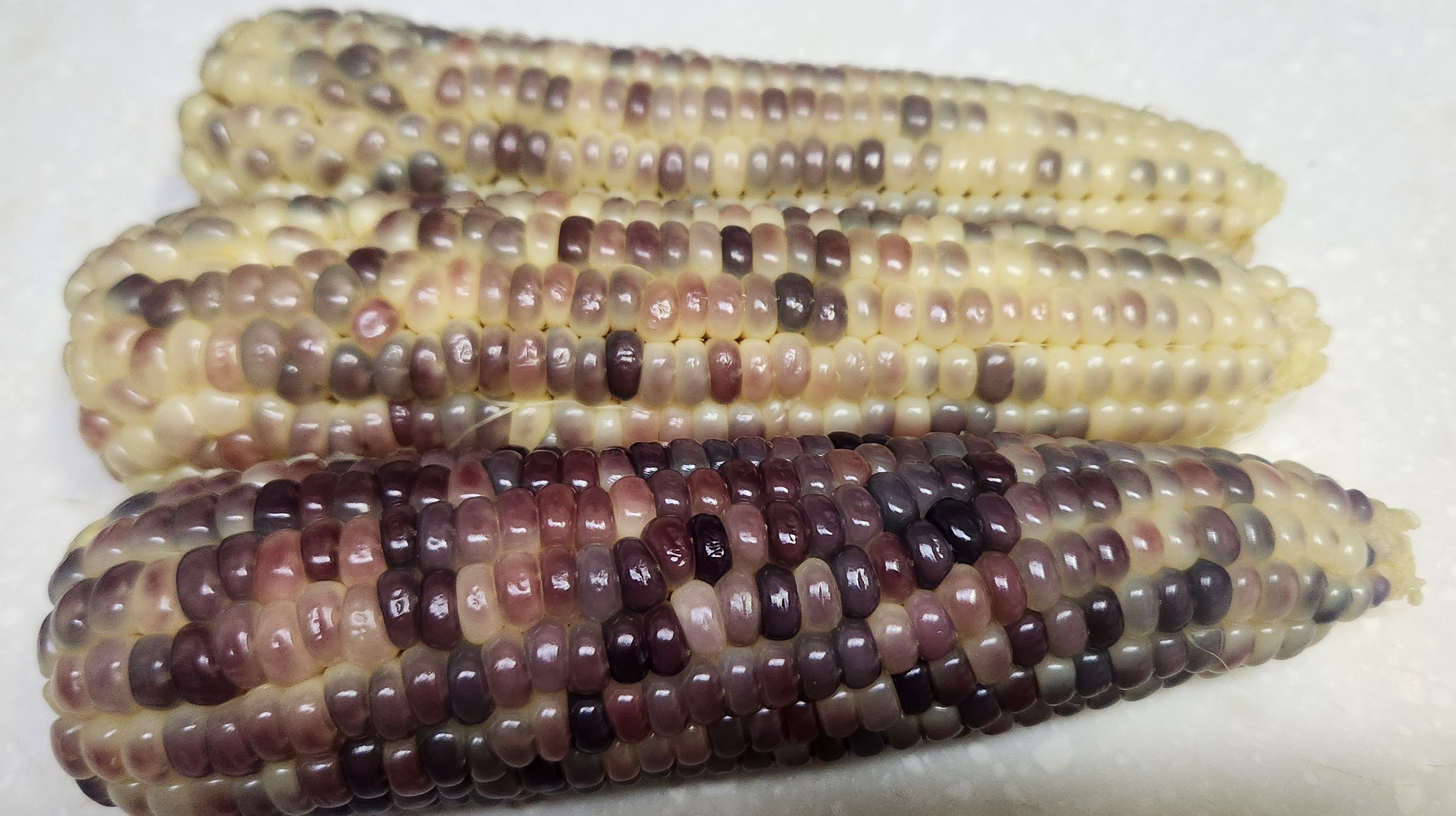 찰 옥수수 알갱이와 찐옥수수