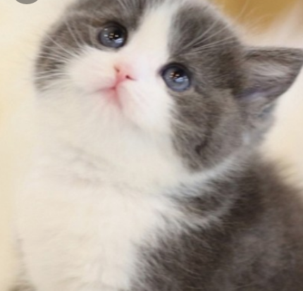 고양이 꿈해몽