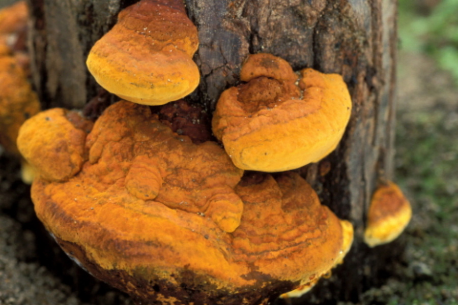야생의 뽕나무에 기생을 하며 크고 있는 노란색의 상황버섯 무리를 확대를 하여 찍은 사진