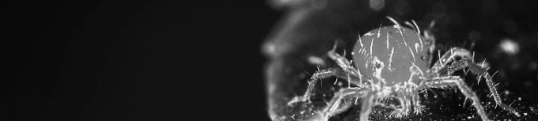 응애 ≠ 진딧물