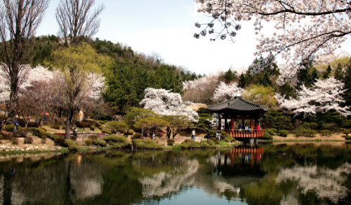 벚꽃 개화 시기