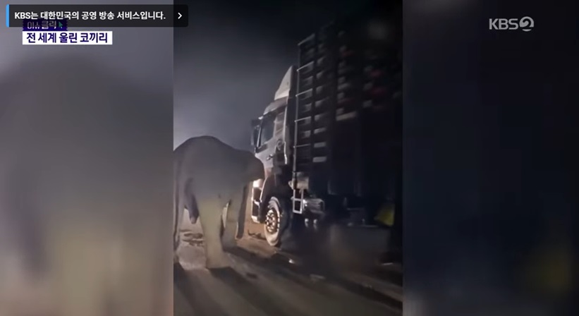 코끼리 어미와 새끼의 이야기