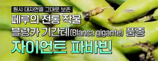 파바빈이란