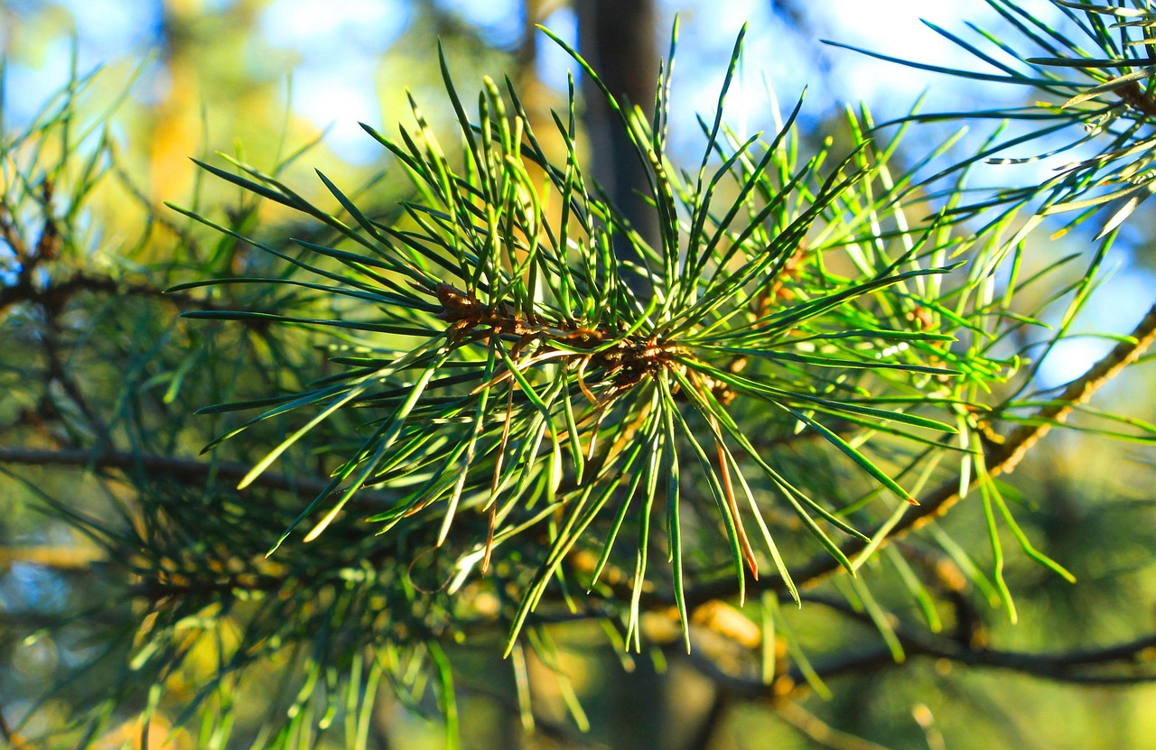 솔잎을 이용한 소금 제조법 관련 사진