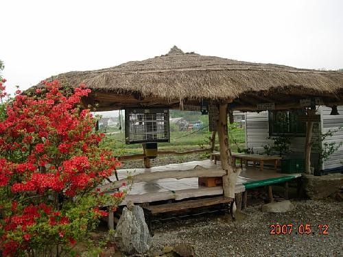 청정골 한국 상황버섯 원목분양 버섯판매 정원