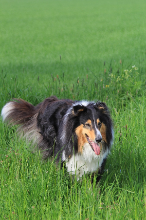 중형견 종류와 특징, 주의사항