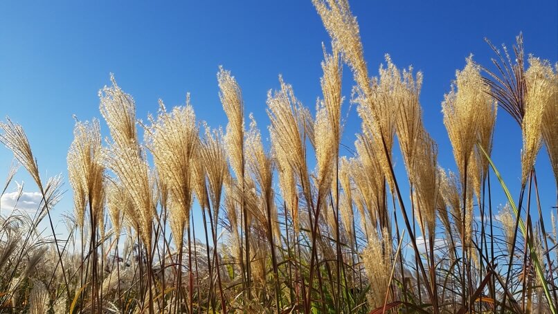 서울-하늘공원-억새축제