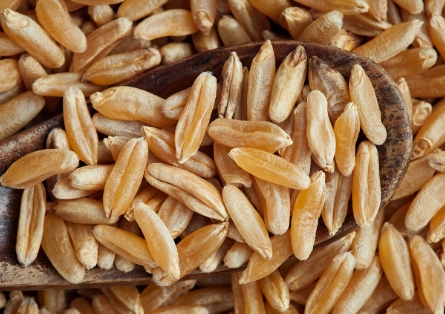 카무트효소 자주 묻는 질문과 답변