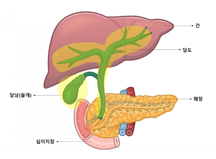담도