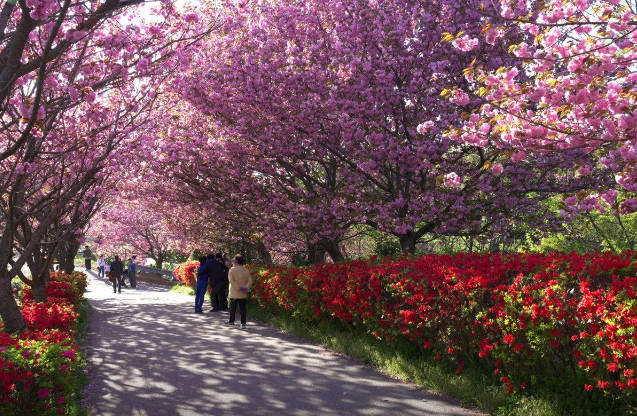 충남 벚꽃 명소 드라이브 코스 베스트 5 (각원사&amp;#44; 원성천&amp;#44; 공주 동학사&amp;#44; 서산 문수사&amp;#44; 서산 개심사 )