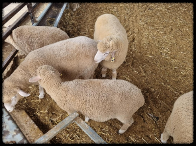 안성팜랜드 핑크뮬리&amp;#44;코스모스 가을 사진여행 추천합니다.