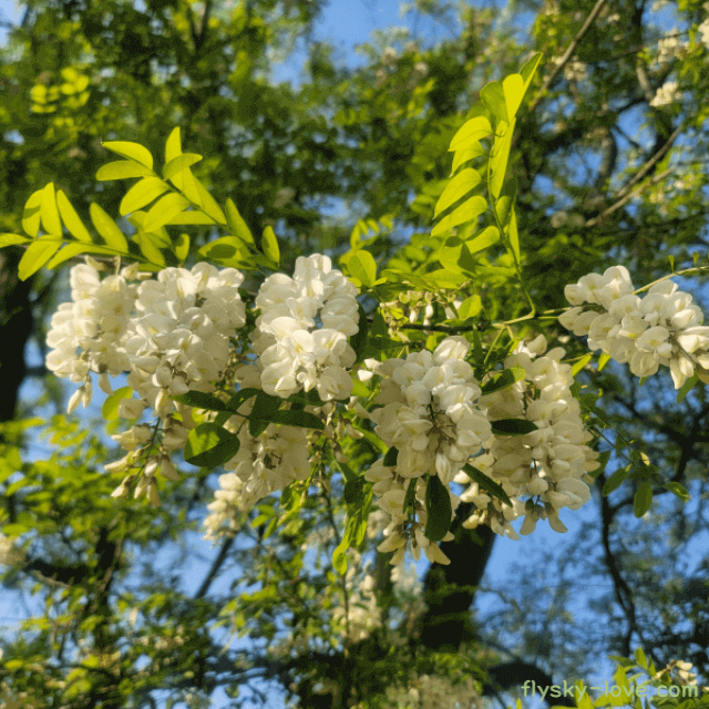 아카시아꽃 효능