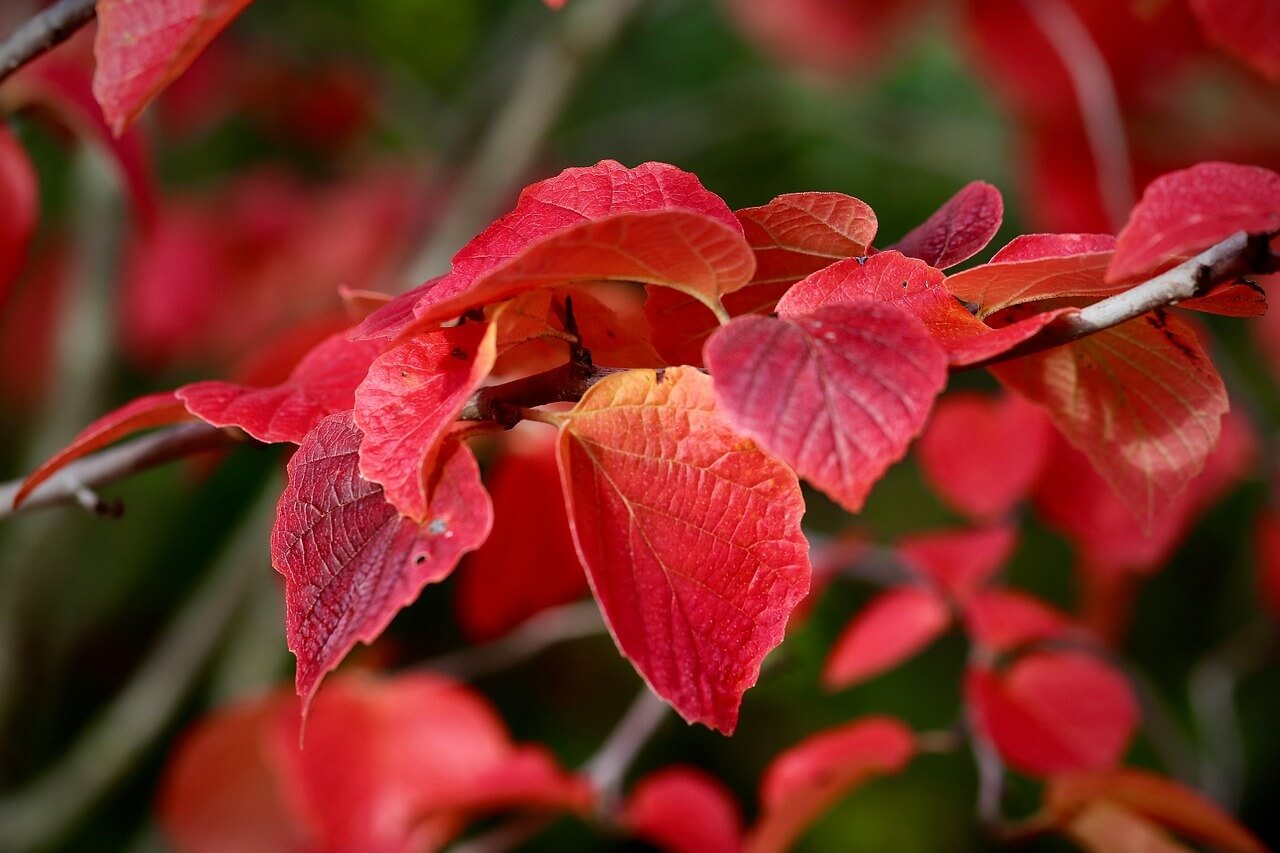 전국 가을 단풍 명소 총정리
