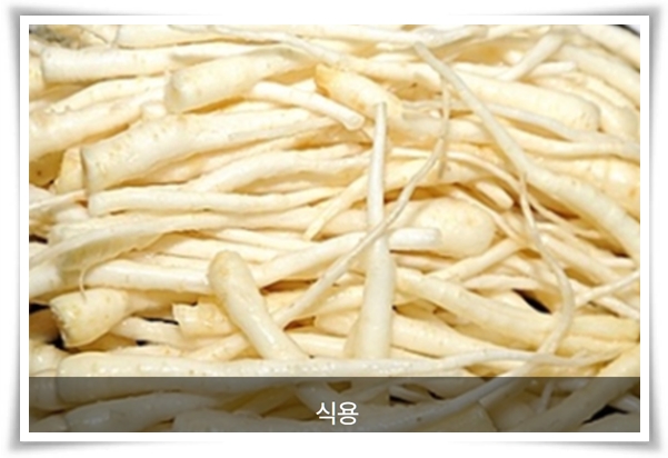 "도라지 꽃과 도라지" 아름다운 꽃과 건강한 뿌리를 품은 자연의 선물!