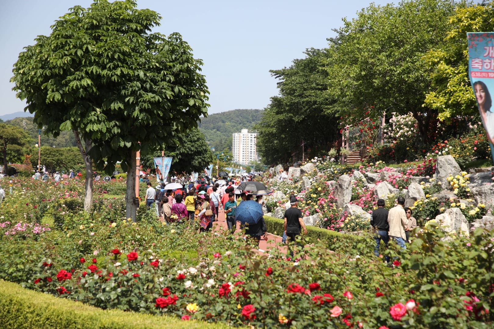 삼척장미축제 주요 프로그램
