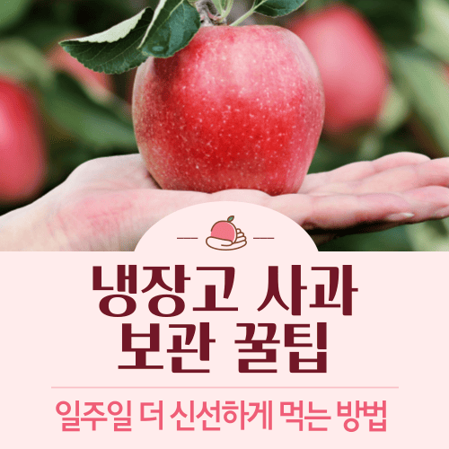 냉장고 사과 보관 꿀팁 ❘ 일주일 더 신선하게 먹는 방법