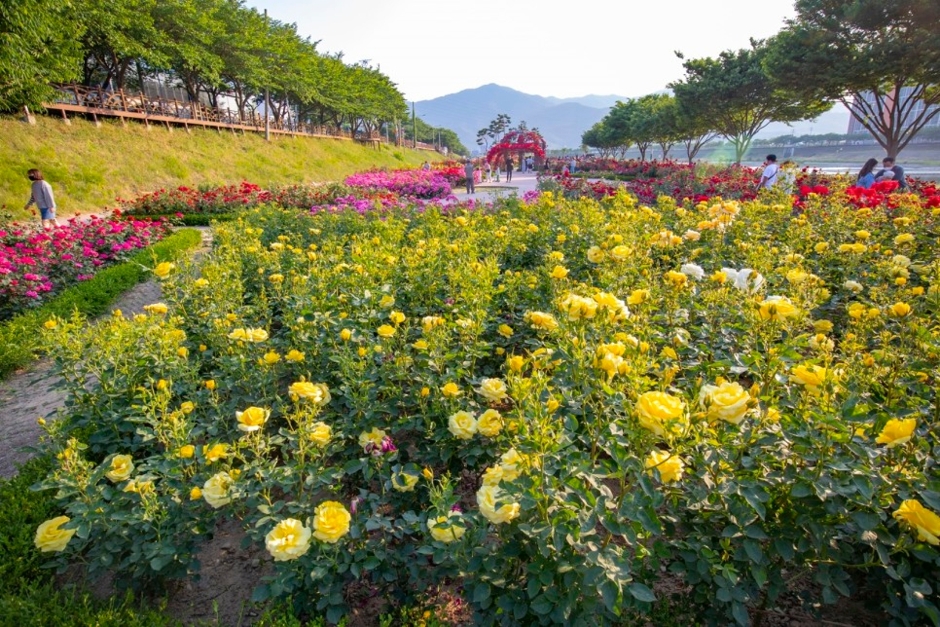 밀양 장미공원
