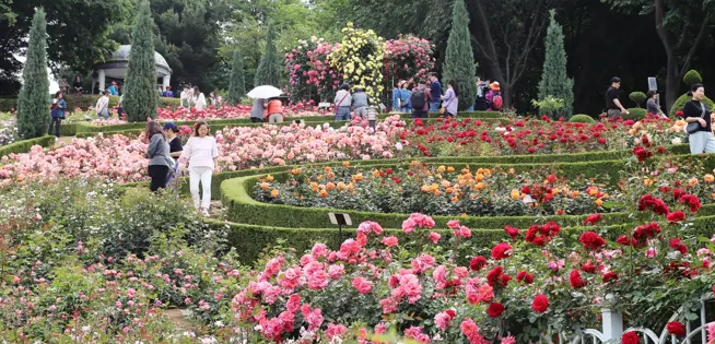 부천 봄꽃 축제 사진