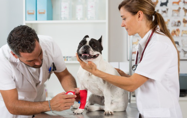 병원과 프렌치 불독.