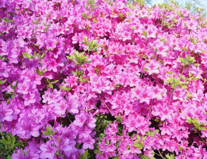 2025년 진달래 개화시기