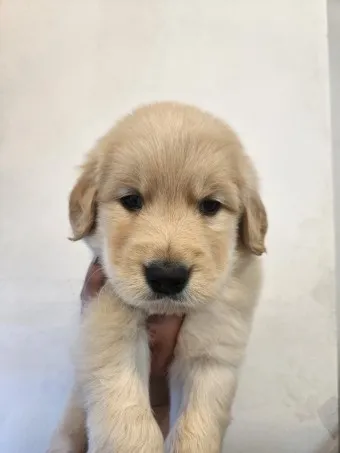 골든 리트리버 분양 가격 성격 장단점_21