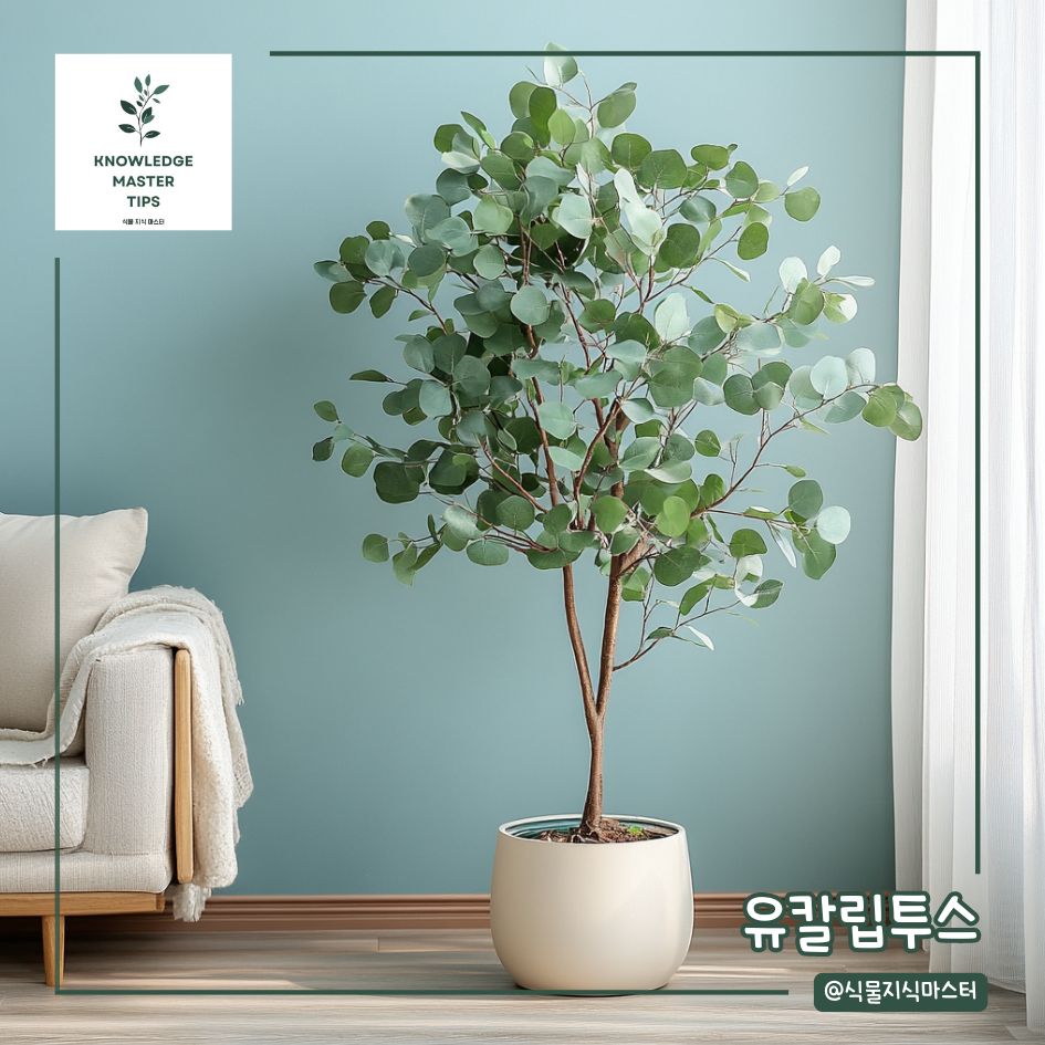 실내용 나무, 유칼립투스
