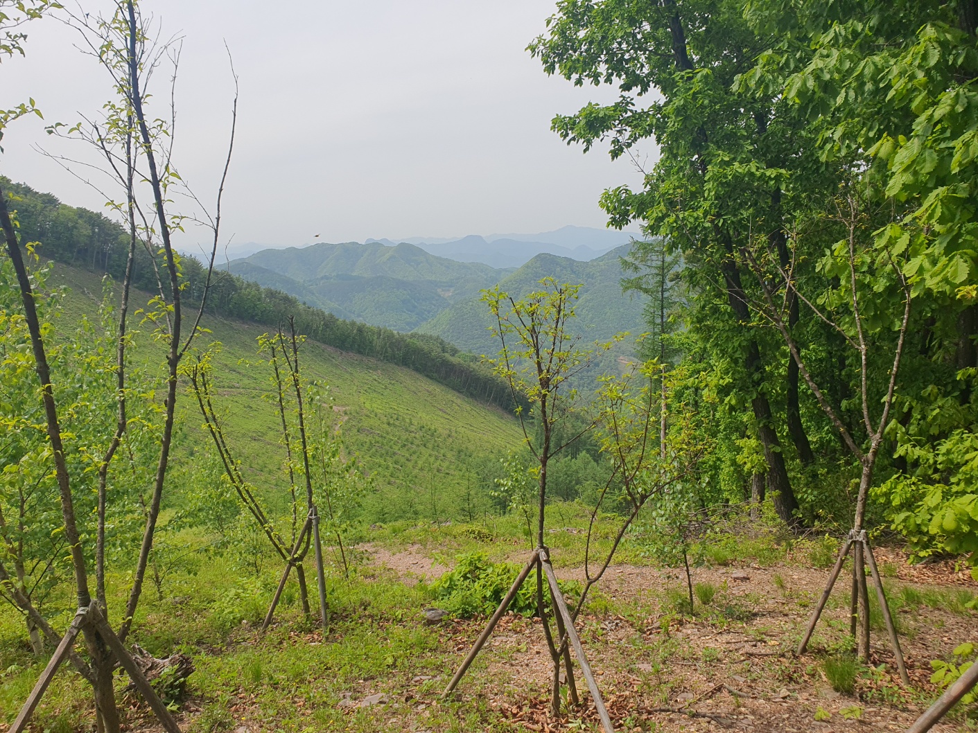 봉래산산림욕장