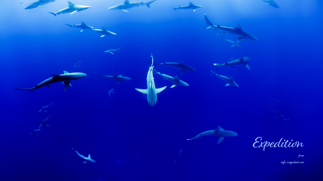 06 상어 무리들 C - Expedition 여름배경화면