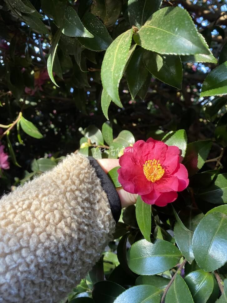 동백꽃-camellia-flower