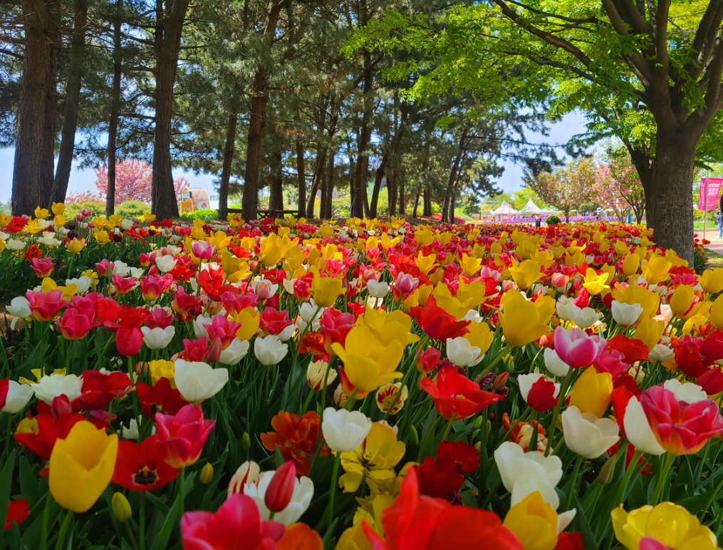 태안 세계 튤립 꽃 박람회