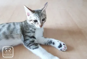 코숏 고양이 털색깔 종류 성격 수명_5