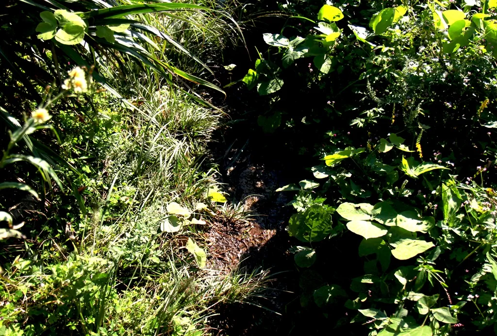 비 온 뒤 돈대산 오름길에 나타난 무성한 풀숲과 미끄러운 진흙탕 노면.