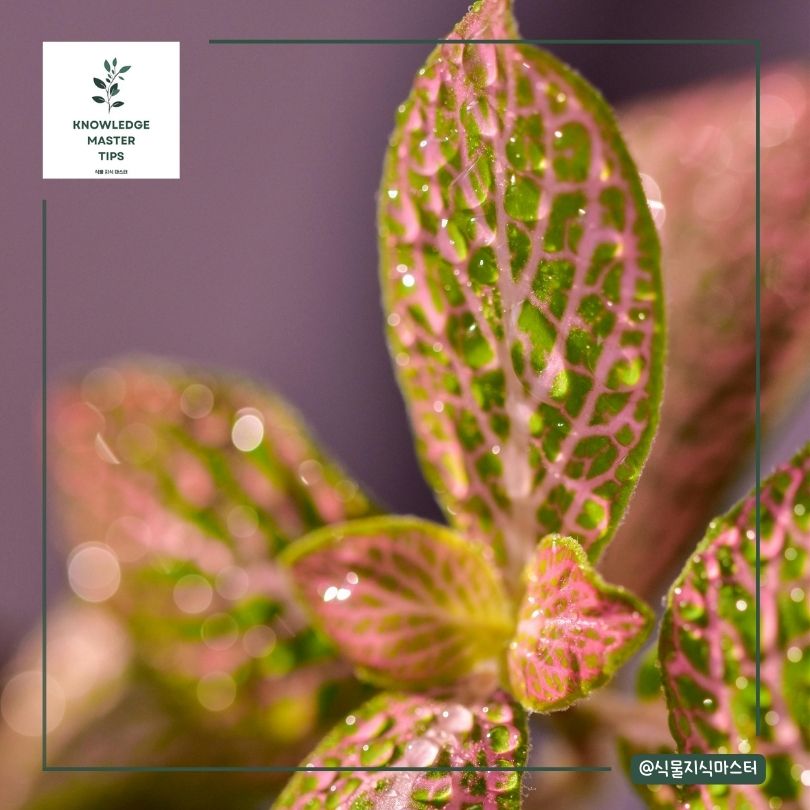 피토니아 병충해 관리