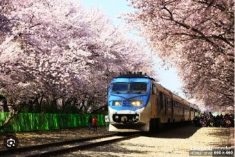 진해 벚꽃축제 경화역 철길 기차 전경